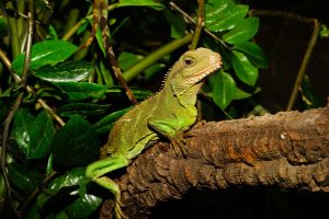 reptile brain, behaviour, social situations - Fight,flight and other responses